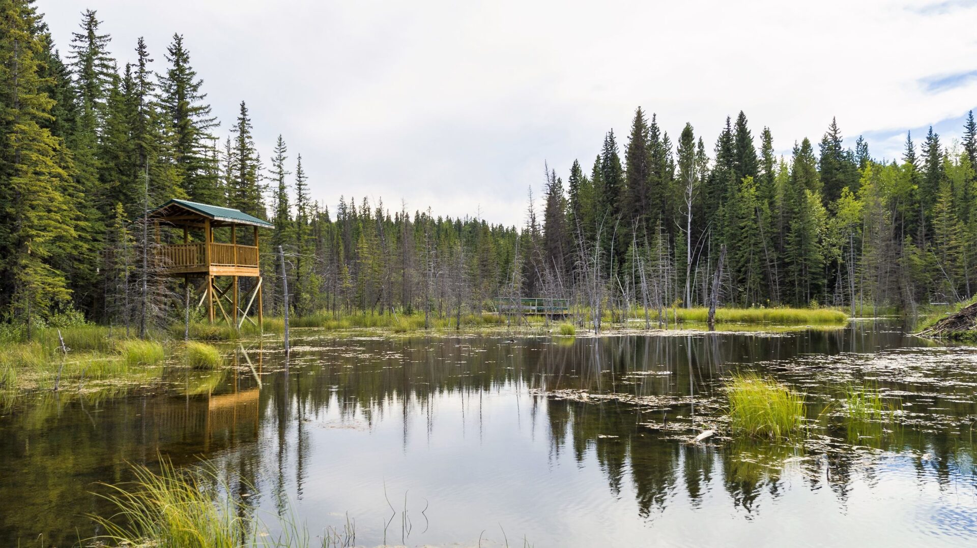 Hinton Beaver Boardwalk